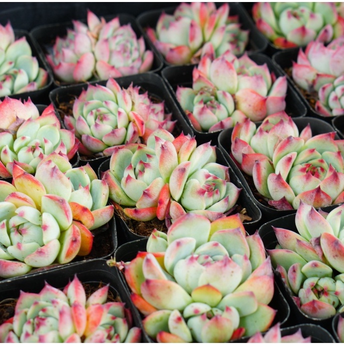 Sen đá Bánh Bao lửa 2-3 đầu 7cm GLASS GARDEN - Thuần khí hậu Đà Lạt - Lỗi 1 đổi 1 - Bao khỏe