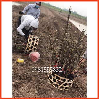 Cây Hoa Mộc Lan Sẵn NỤ