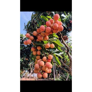 Cây giống Vải không hạt. [ siêu sớm trái cây bầu lớn ].
