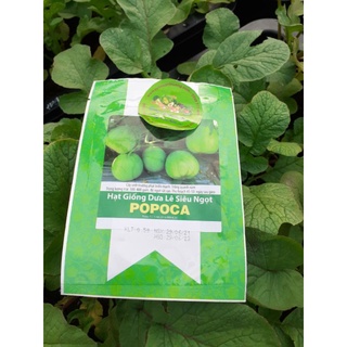 [Rạng Đông] Hạt Giống Dưa Lê Popoca Gói 0,5 g Siêu Trái, Siêu Ngọt