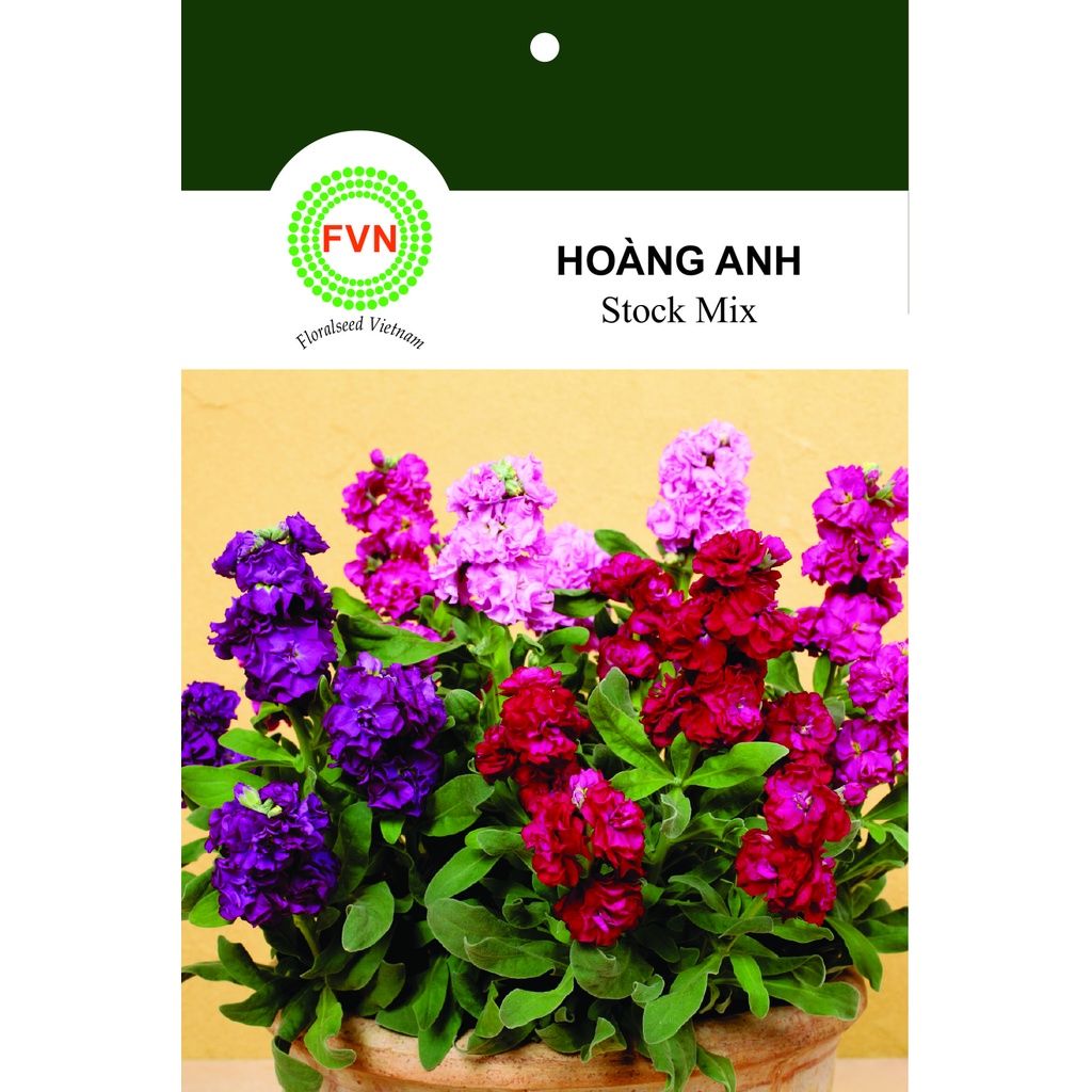HẠT GIỐNG HOA HOÀNG ANH NHIỀU MÀU FVN GÓI 15 HẠT - STOCK MIX