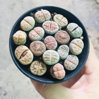 XƯƠNG RỒNG THẠCH LAN
