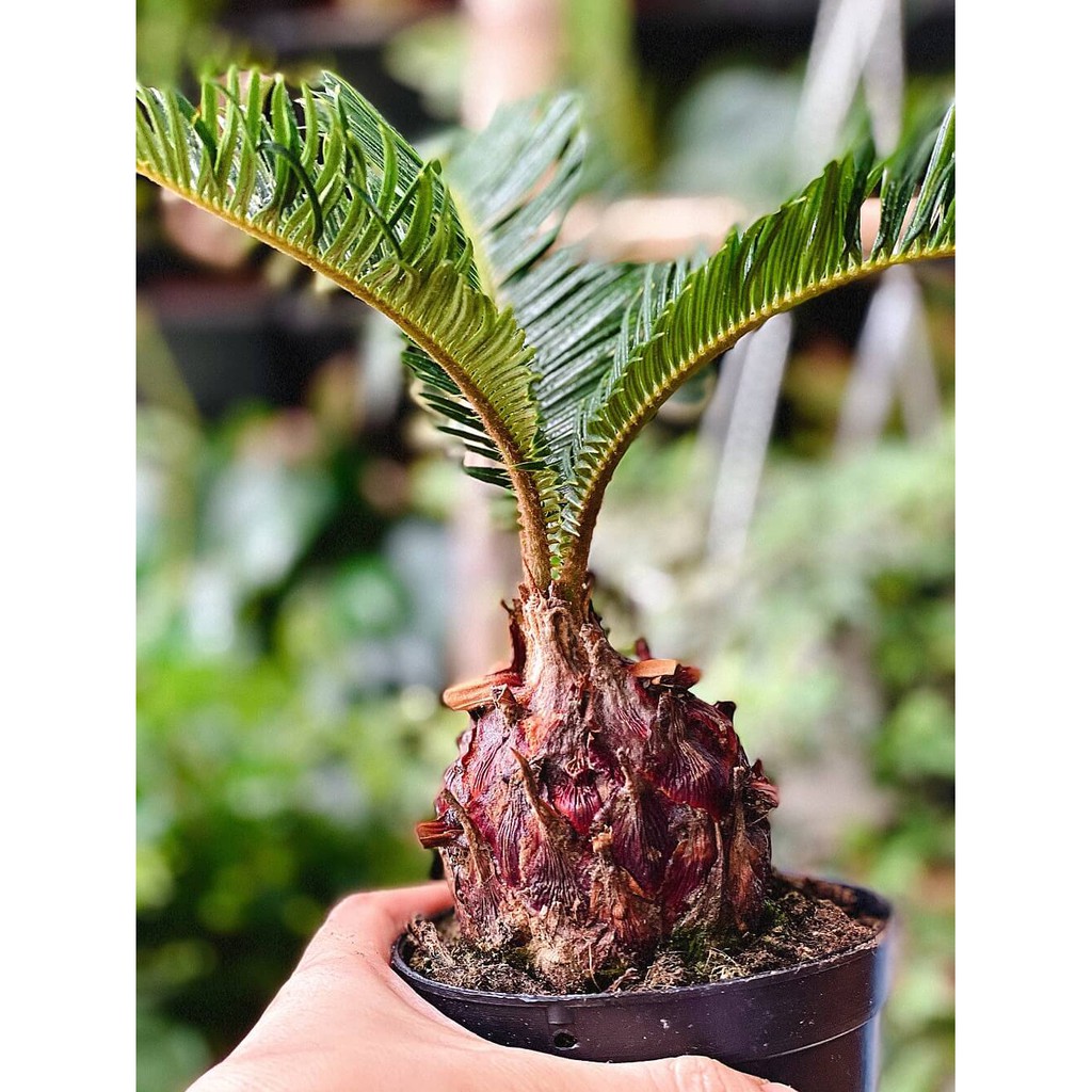 Cây Cycas revoluta (Vạn Tuế) Bonsai chậu nhựa