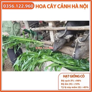 Hạt giống cỏ cao lương Sudan super BMR 500g