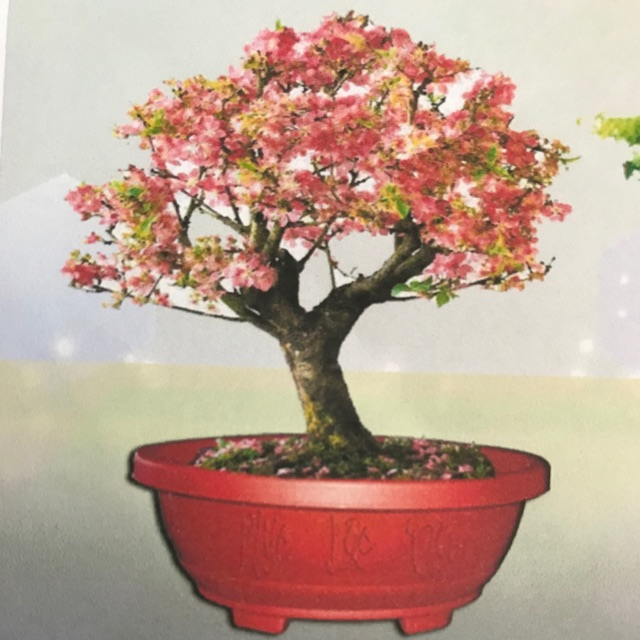 Chậu nhựa Bonsai trồng cây size 25x20x8