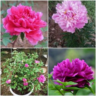 1 hạt giống hoa mẫu đơn