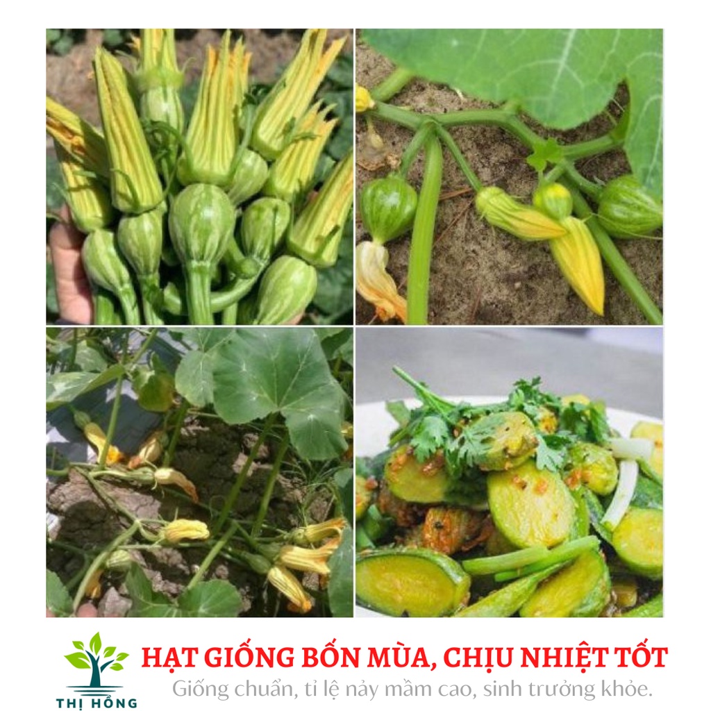 Hạt giống bí siêu nụ