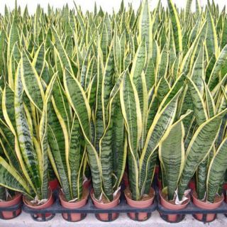 Cây lưỡi hổ viền vàng (không chậu)