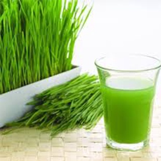 1KG Hạt giống mầm Cỏ Lúa Mì, (Kg) Hạt mầm cỏ Lúa Mạch