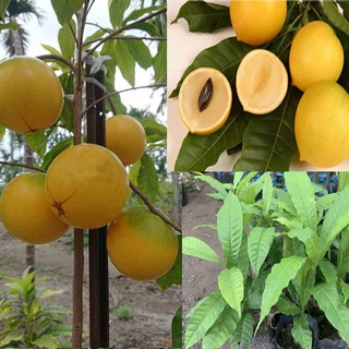 Cây vú sữa hoàng kim loại to cây cao 60 - 80cm