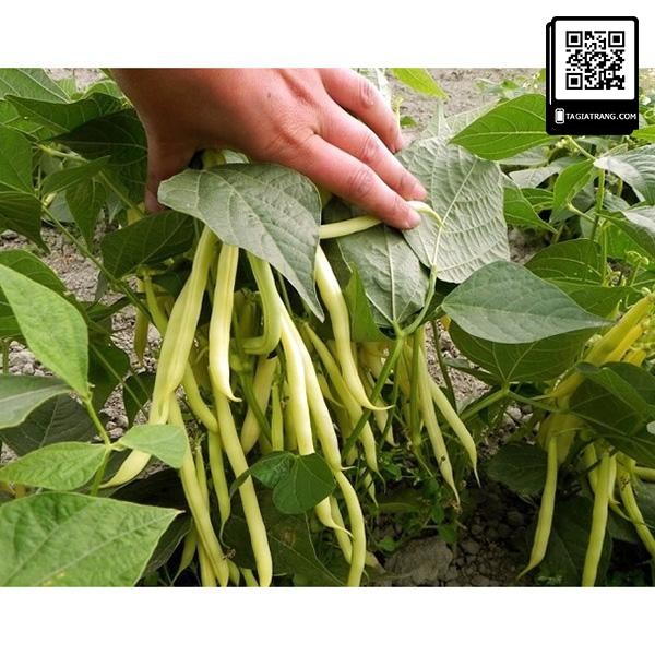 Hạt giống đậu cove vàng (đậu cô bơ) - Shop hạt giống Tạ Gia Trang | Gói 50g