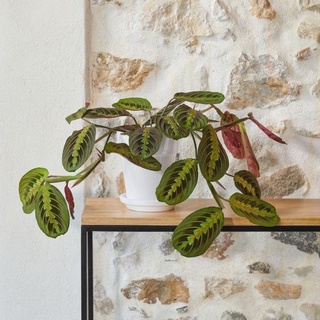 Maranta Red Prayer ( đuôi công)
