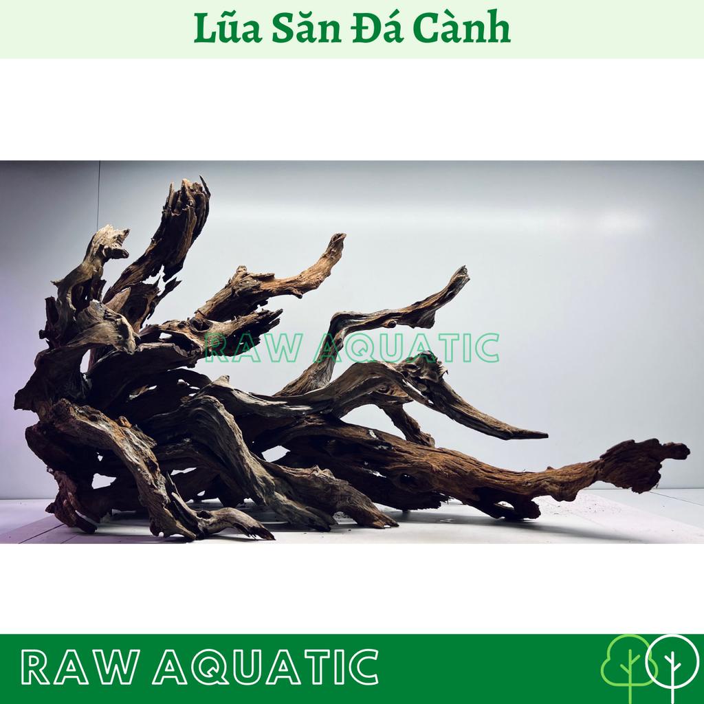 Lũa Săn Đá Cành Trang Trí, Setup Bể Cá Cảnh, Bể Thủy Sinh