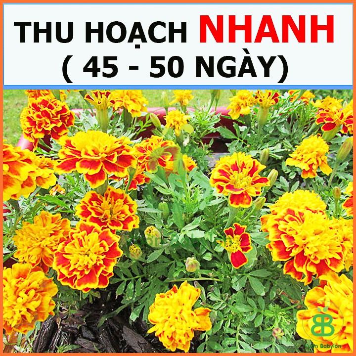 Hạt Giống Cúc Vạn Thọ Ban Mai 0,1G