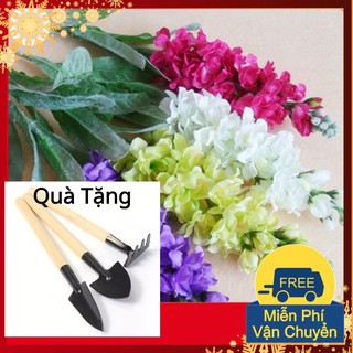 Hạt Giống Hoa Phi Yến Tặng Bộ Dụng Cụ Mini Trồng Cây Tặng Bộ Dụng Cụ Mini Trồng Cây