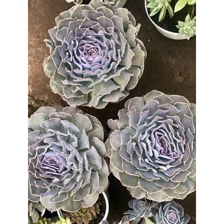 Chậu cải tím Đà Lạt thuần 22-25cm