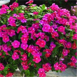 Hạt giống hoa dừa cạn rũ- gói 0,1gr