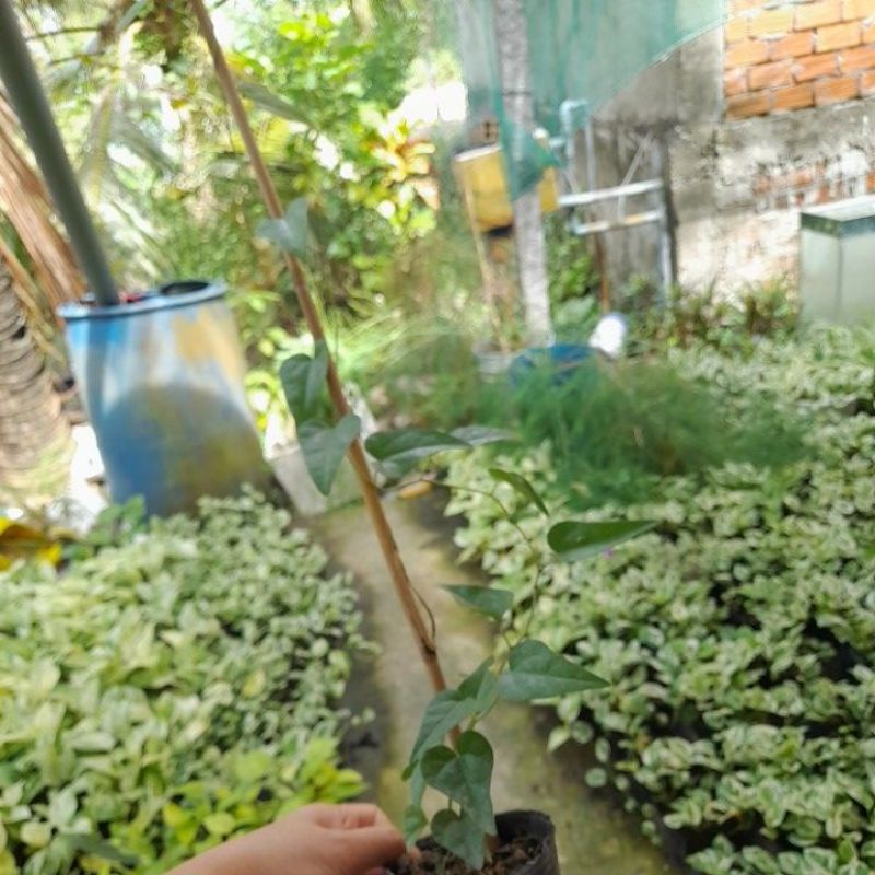 Giống sương sâm đã có rễ