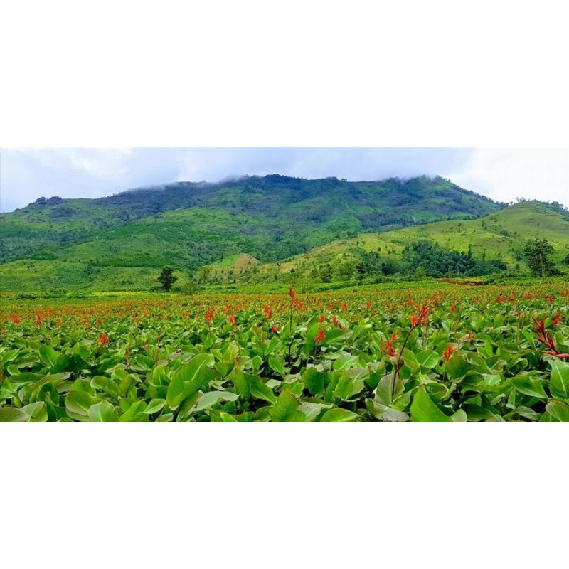 Miến dong Bình Liêu - sản phẩm OCOP Quảng Ninh gói 200 gam