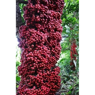 Cây giống dâu da đỏ