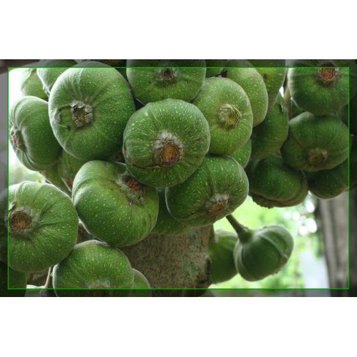 1kg trái vả tươi, chuẩn đặc sản Huế