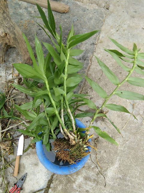 Combo 10 loại lan rừng giá siêu mềm cho ae yêu Lan