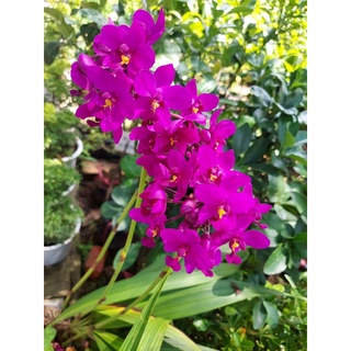 Lan chu đinh ( địa lan đỏ)