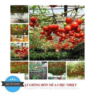 Cà Chua Bạch Tuộc ( Cà chua leo giàn) 10 hạt