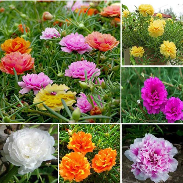 200h hạt giống hoa mười giờ kép Mỹ-Mix nhiều màu ( Portulaca )