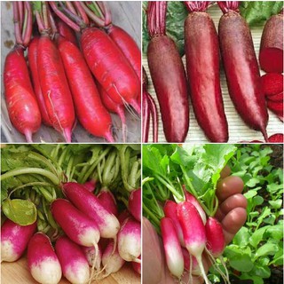 Hạt Giống Củ Cải Đỏ Dài - 1 gói 20gram