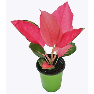 Cây Phú Quý ( Thịnh Vượng) Lá Đỏ Để Bàn Chậu Nhựa