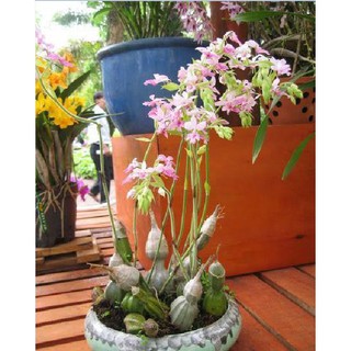 CỦ ĐỊA LAN BẦU RƯỢU