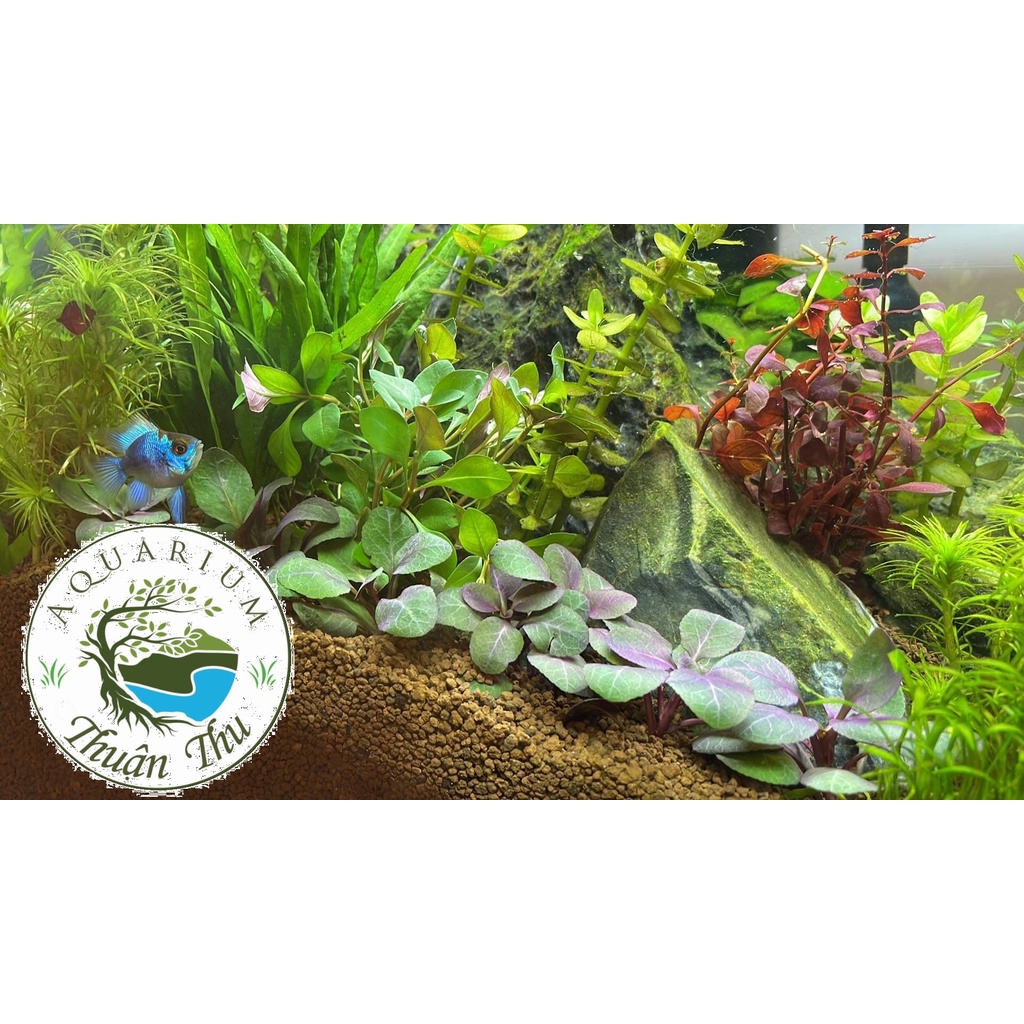 Cây Hồng ba tiêu - Cây cắt cắm trang trí bể thủy sinh bể cá cảnh, terarium, tiểu cảnh