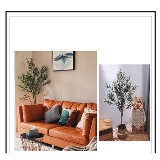 Cây oliu decor phòng khách studio - olive tree
