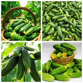 Hạt giống dưa chuột bao tử