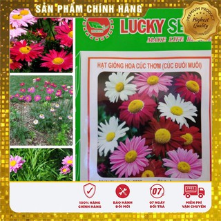 Hạt giống hoa cúc đuổi muỗi thơm Lucky seeds- 50 hạt