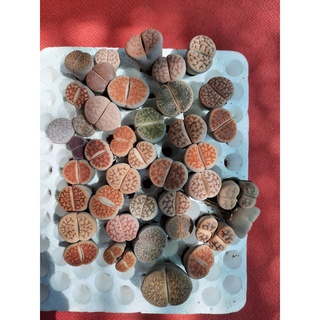 Sen mông vân hiếm đẹp 2 size