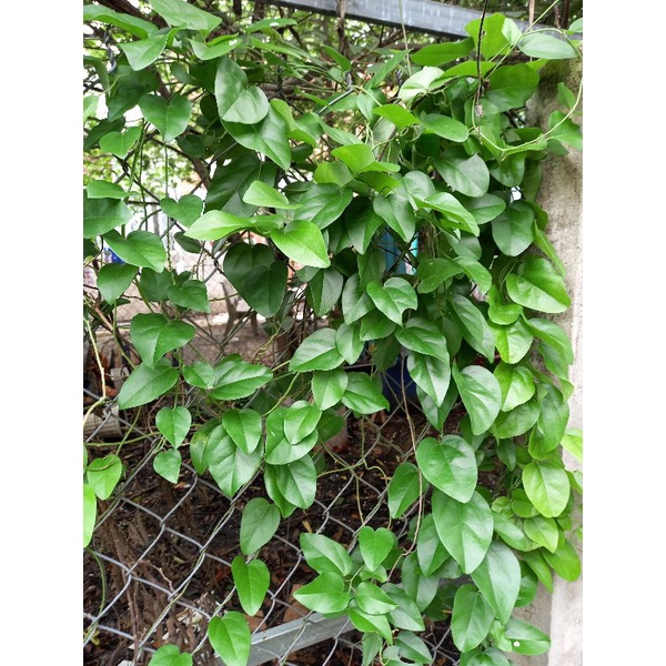 lá sương  sâm trơn tươi  ( sâm láng) 100g