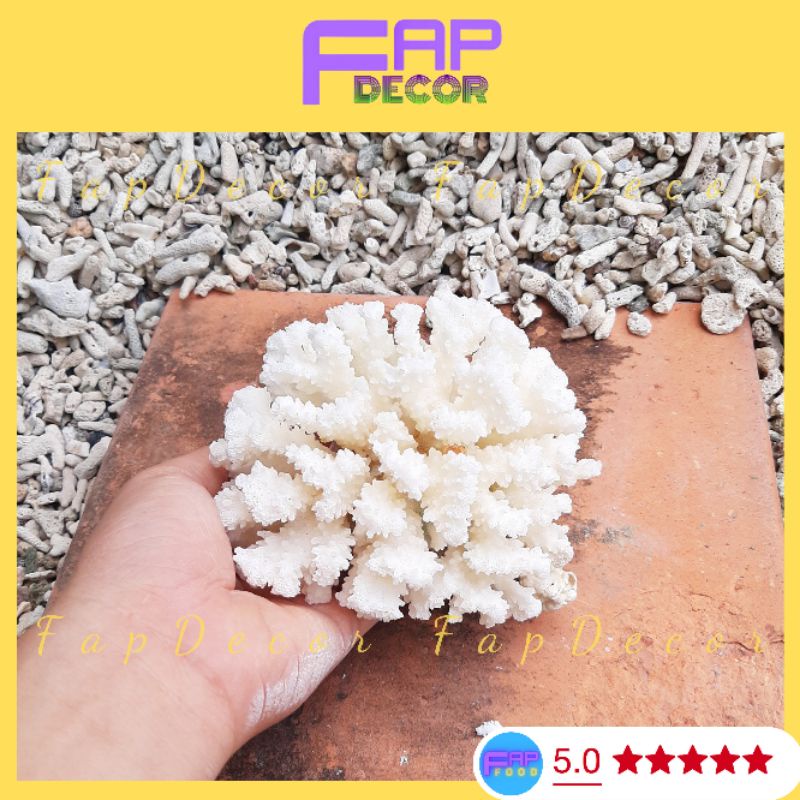 Chùm Bông Rạn Biển Siêu Xinh Trang Trí Hồ Cá, Làm Thủy Sinh, Làm Chùm Bông Để Bàn, Decor Nhà Cửa - FapFood