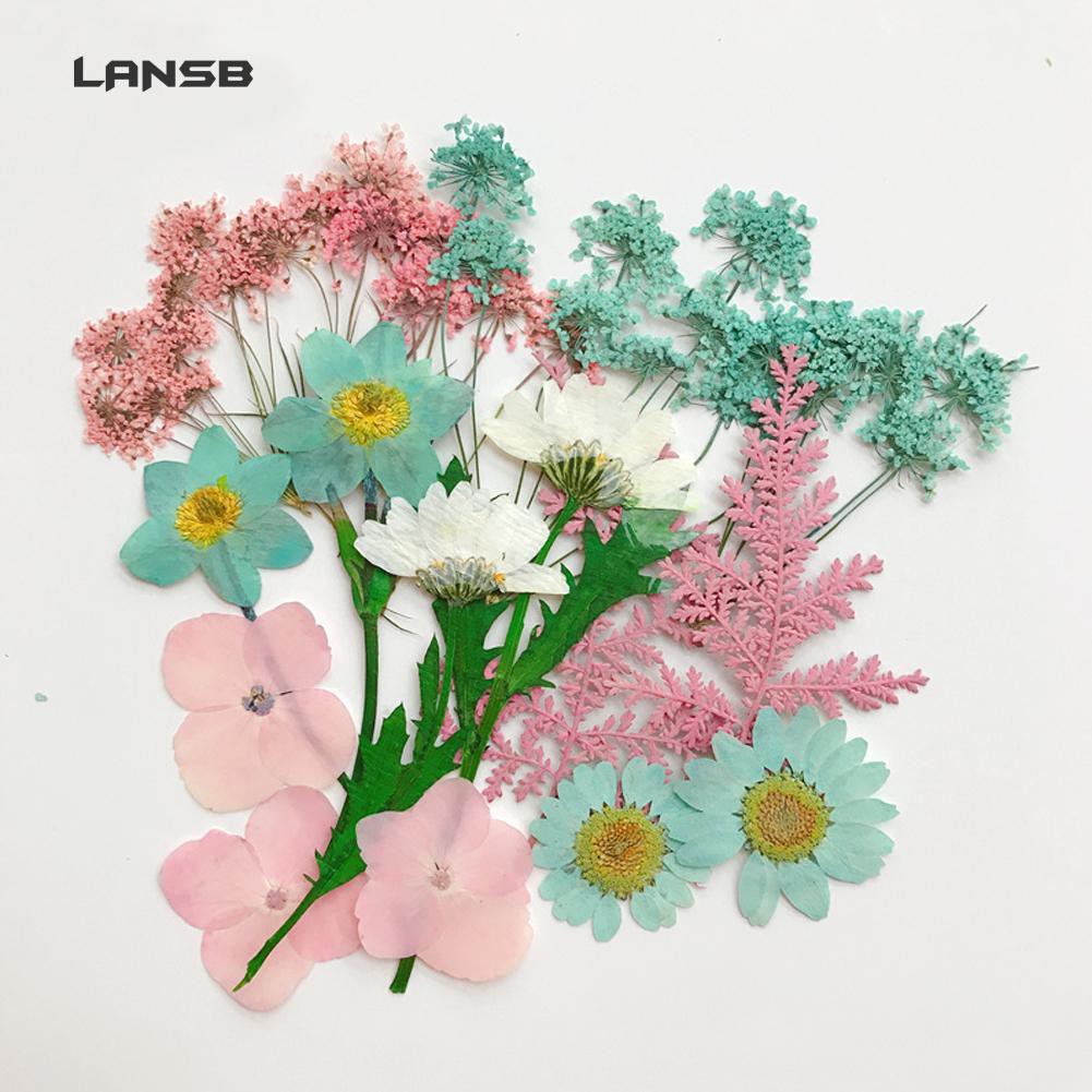 Hoa khô ép hỗn hợp dùng cho trang trí album DIY