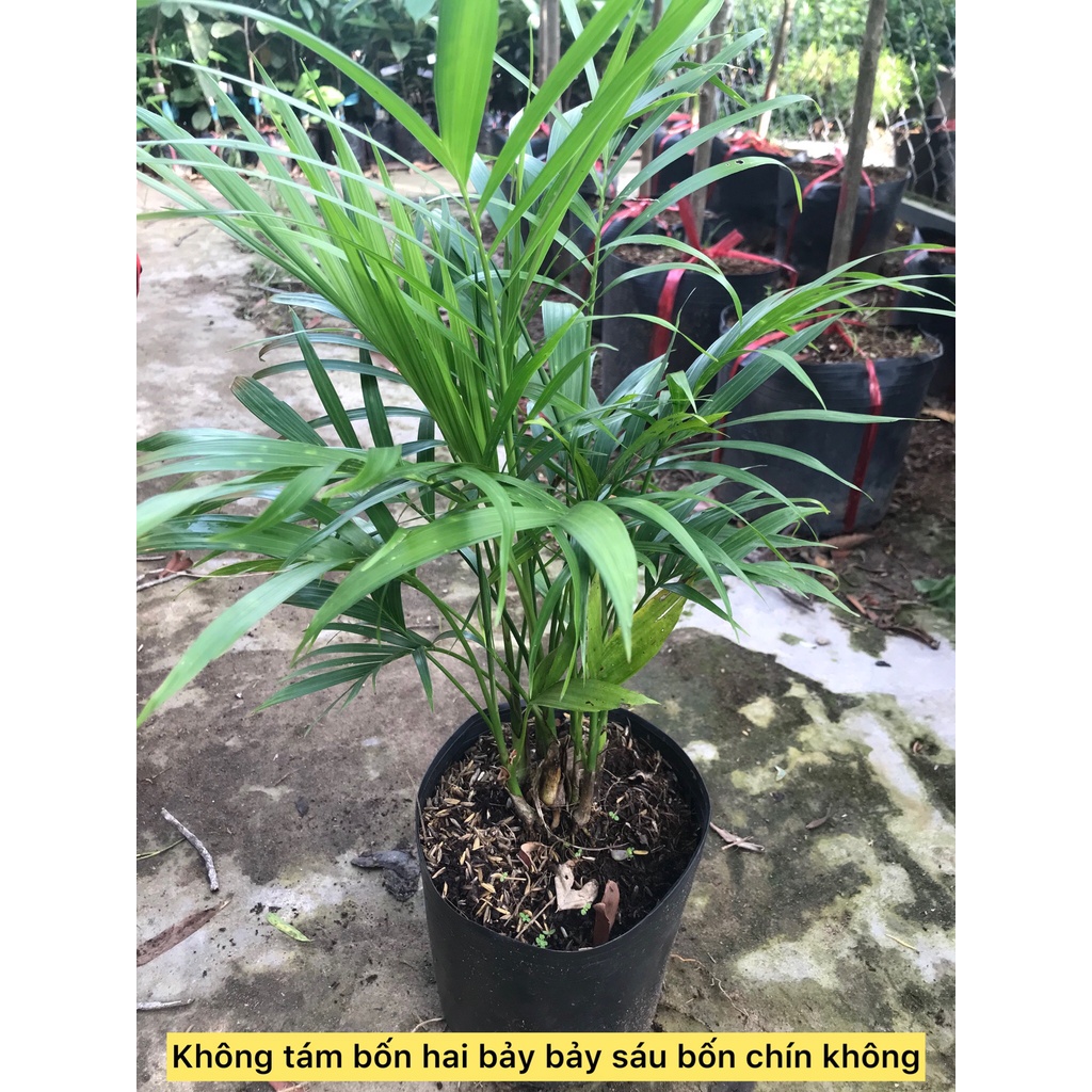 Cây cau phú quý cây phong thủy hạp mạng mộc caykiengsadec