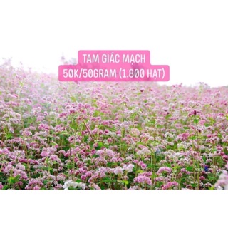 Tam giác mạch 50k/1.800 hạt - vườn hoa nhà mị