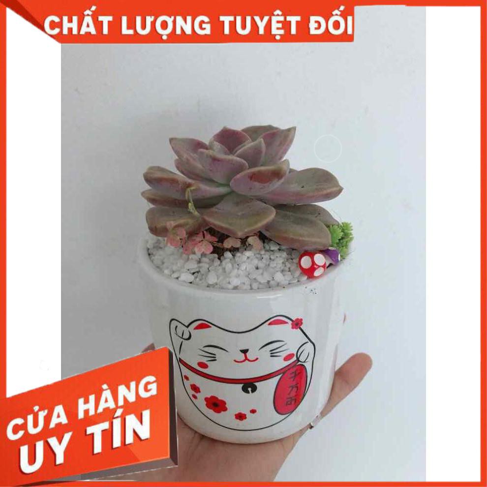 Chậu sen đá sỏi tím Nhiều Người Mua