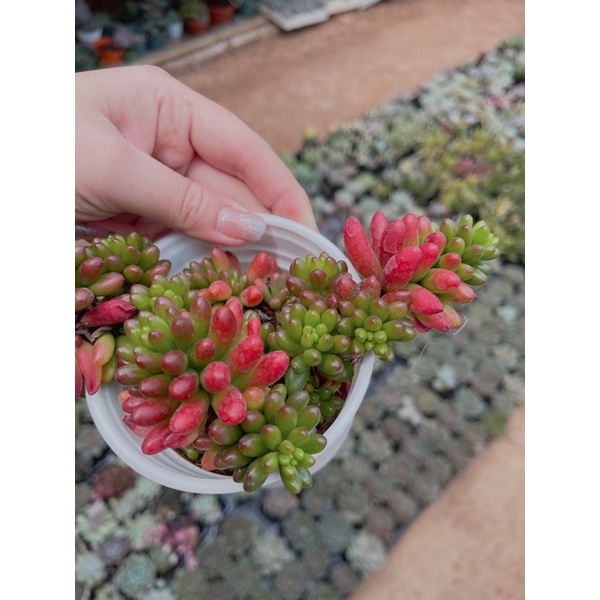 Sen đá thạch ngọc size trung 6-8 cm