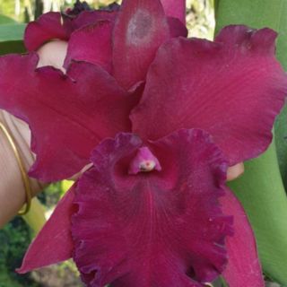 Combo 4 Mã lan Cattleya Nhập Thái Lan