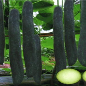 Bí xanh tươi ngon - giao siêu tốc 1h