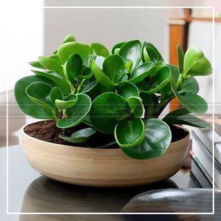Cây trường sinh mini để bàn