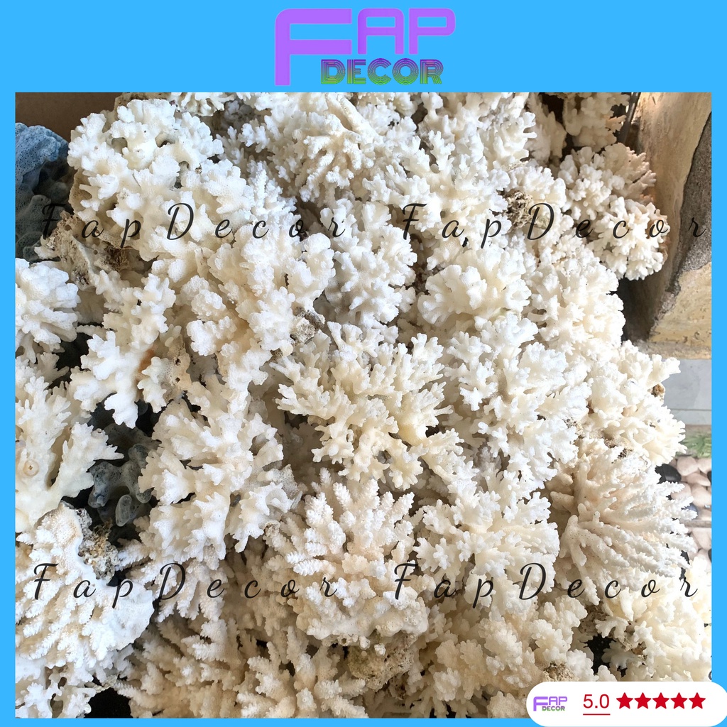 SAN HÔ BÔNG RẠN MINI BIỂN PHONG THỦY TRANG TRÍ BỂ CÁ TRANG TRÍ THỦY SINH DECOR BÀN LÀM VIỆC - FAPDECOR