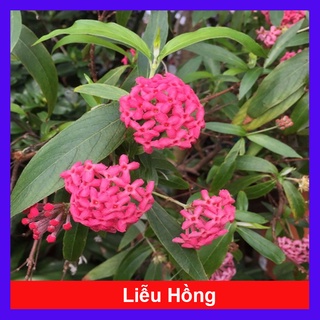 Cây Liễu Hồng - cây cảnh vườn