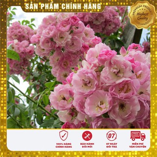 Hạt Giống Cây Hồng Thơm mix Nga